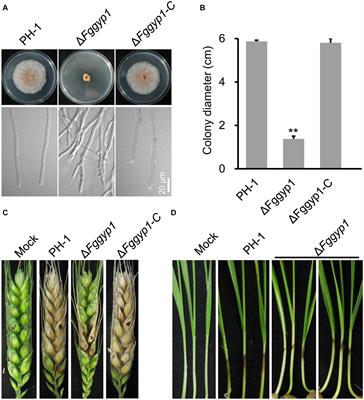 The GTPase-Activating Protein FgGyp1 Is Important for Vegetative Growth, Conidiation, and Virulence and Negatively Regulates DON Biosynthesis in Fusarium graminearum